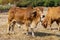 Asian thai cows stand at the rice field after harvesting