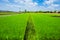 Asian Thai rice fields with blue sky backgorund