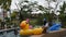 Asian thai woman playing and swimming animal toy rubber floating on the pool