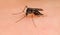 Asian Tiger Mosquito