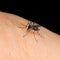 Asian Tiger Mosquito