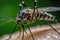 Asian Tiger Mosquito close-up image.