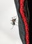 Asian Tiger mosquito sitting on a black textile