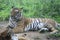 Asian tigers differ in their living areas