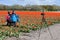 Asian tourist in a tulip field with red tulips taking a picture