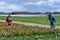 Asian tourist in a tulip field with red tulips taking a picture
