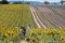 Asian tourists enjoy the beauty of the sunflower and lavender fields