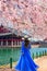 Asian tourists wearing blue dresses visit important landmarks in Korea during cherry blossom season