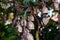 Asian traditional ring bells on tree