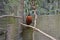 Asian Tragopan Temminck captive 