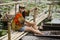 Asian travelers thai woman travel visit and sitting bamboo bridge