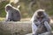 Asian Traveling. Adult Japanese Macaque at Arashiyama Monkey Park Iwatayama in Kyoto, Japan