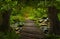 Asian tropical rainforest with bridge