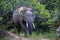 Asian tusker elephant or elephas maximus in wild jungle