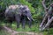 Asian tusker elephant or elephas maximus in wild jungle