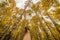 Asian Vietnamese woman in a wedding dress in the yellow autumn aspen trees of Colorado