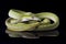 Asian vine snake / Ahaetulla prasina