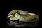 Asian vine snake / Ahaetulla prasina