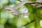 Asian Vine Snake (Ahaetulla prasina)