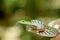 Asian Vine Snake (Ahaetulla prasina)