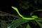 Asian vine snake Ahaetulla Prasina on tree branch during the night