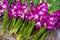 Asian violet orchids