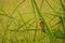 Asian warbler bird or Asian warbler & x28;Acrocephalus scirpaceus