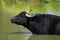 Asian Water Buffalo, bubalus arnee, Adult having Bath