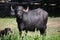 Asian water buffalo (Bubalus bubalis).