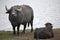 Asian water buffalo (Bubalus bubalis).