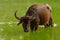 Asian water buffalo, Bubalus bubalis, in green water pond. Wildlife scene, summer day with river. Big animal in the nature habitat