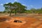 Asian water buffalo, Bubalus bubalis, in orange water pond. Wildlife scene, summer day with blue sky. Big animal in the nature hab