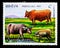 Asian Water Buffalo, Cattle, Domestic Pig, 8th Anniversary of th