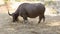 Asian water buffalo eating straw