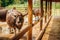 Asian water buffalo in local dairy farm in Southeast Asia