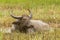 Asian water buffalo, wild water buffalo, carabao Bubalus bubalis, Bubalus arnee, Yala National Park, Sri Lanka, Asia