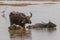Asian water buffalo, wild water buffalo, carabao Bubalus bubalis, Bubalus arnee, Yala National Park, Sri Lanka, Asia