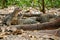 Asian water monitor, giant monitor lizard, Komodo dragon (Varanus komodoensis), Varanus salvator, group in the forest