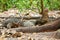 Asian water monitor, giant monitor lizard, Komodo dragon (Varanus komodoensis), Varanus salvator, group in the forest