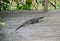 Asian Water Monitor Lizard