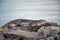 Asian Water Monitor Lizard crawling and walking on rocky stone with blurred sea background tastes the air with its forked tongue,