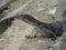 Asian water monitor lizard Reptiles living in stream