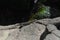 Asian water monitor lizard walking on rocky land in front of blurred water pond background in Bali, Indonesia