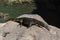 Asian water monitor lizard walking on rocky land in front of blurred water pond background in Bali, Indonesia