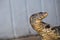 Asian water monitor varan close up portrait