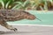 Asian water monitor Varanus salvator
