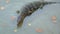 Asian water monitor Varanus salvator floating in the pond water