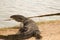 Asian water monitor, Varanus salvator, is walking on soil at The