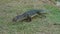 Asian water monitor Varanus salvator walks out of the water along the grass in the forest