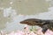 Asian water monitor Varanus salvator is on the waterfront with pink flowers falling on the floor